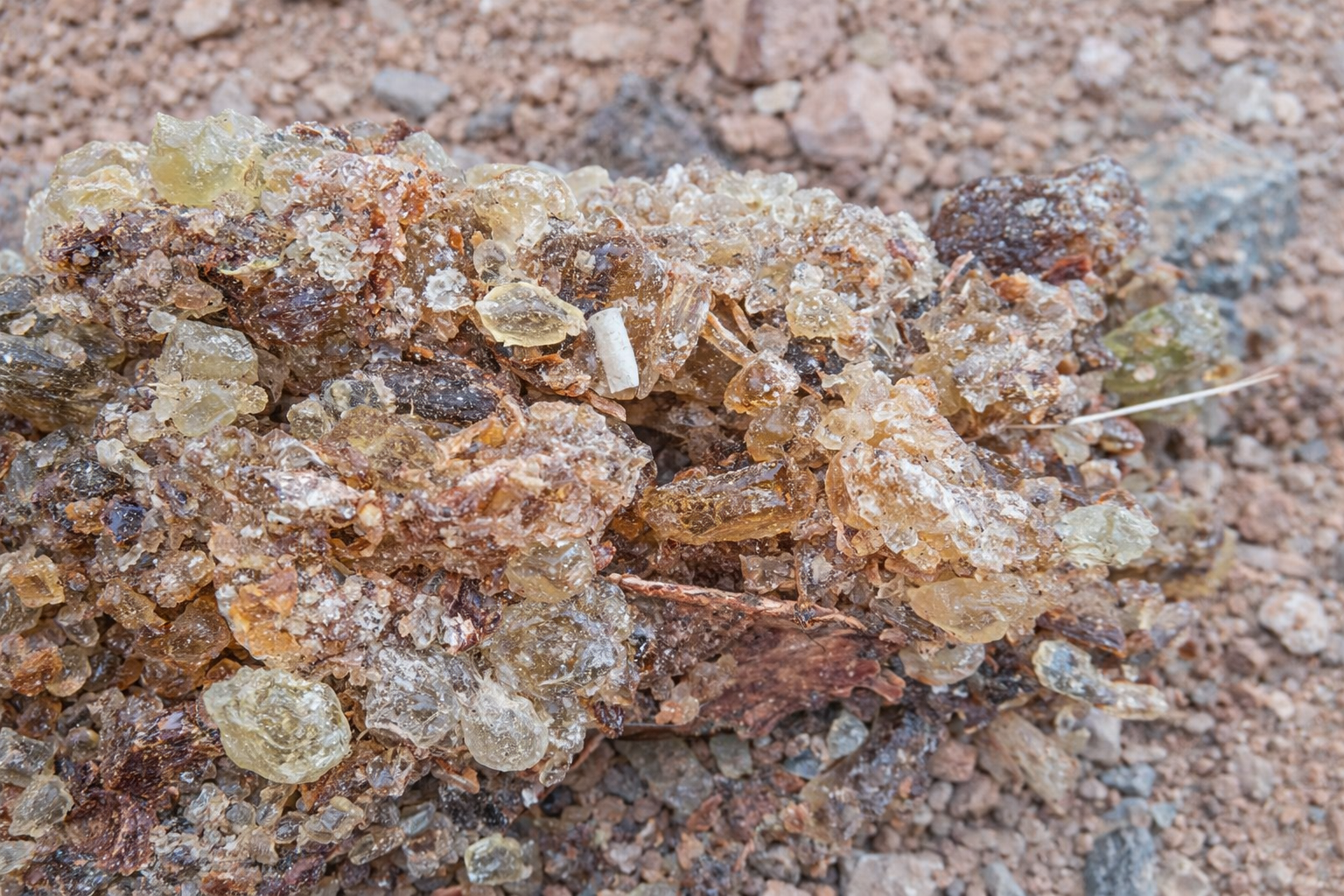 Field grade frankincense resin