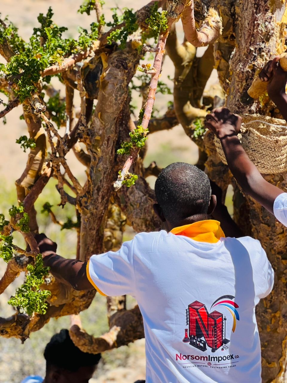 Frankincense harvesting in Somaliland